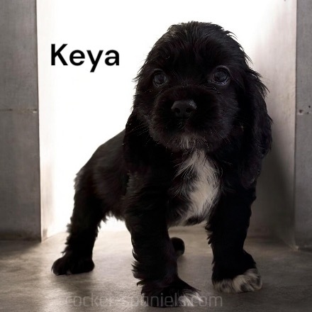 puppy, for, sale, Cocker Spaniel, Joe & Cherri  Overlease, dog, breeder, Miller, MO, dog-breeder, puppy-for-sale, forsale, nearby, find, puppyfind, locator, puppylocator, aca